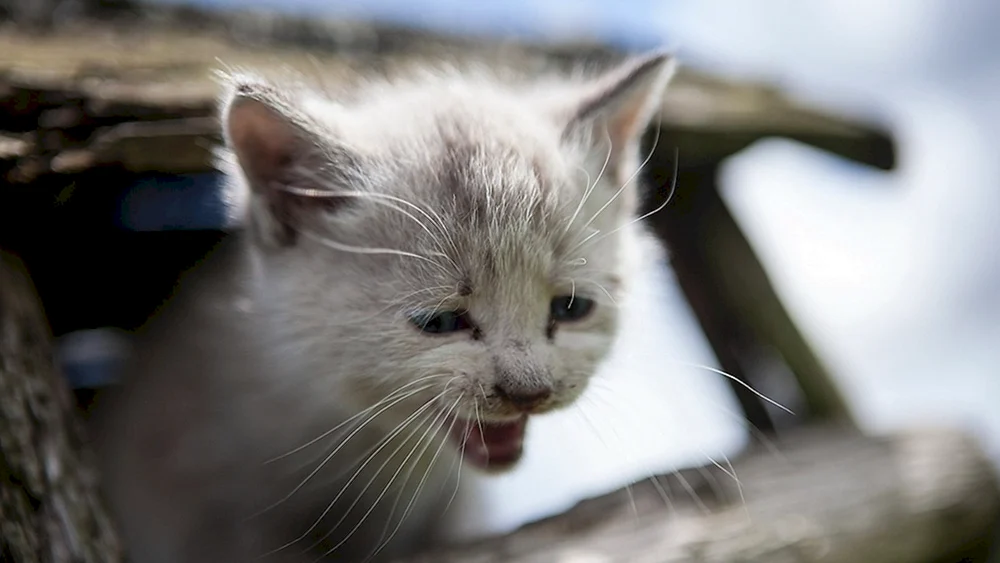 Katze