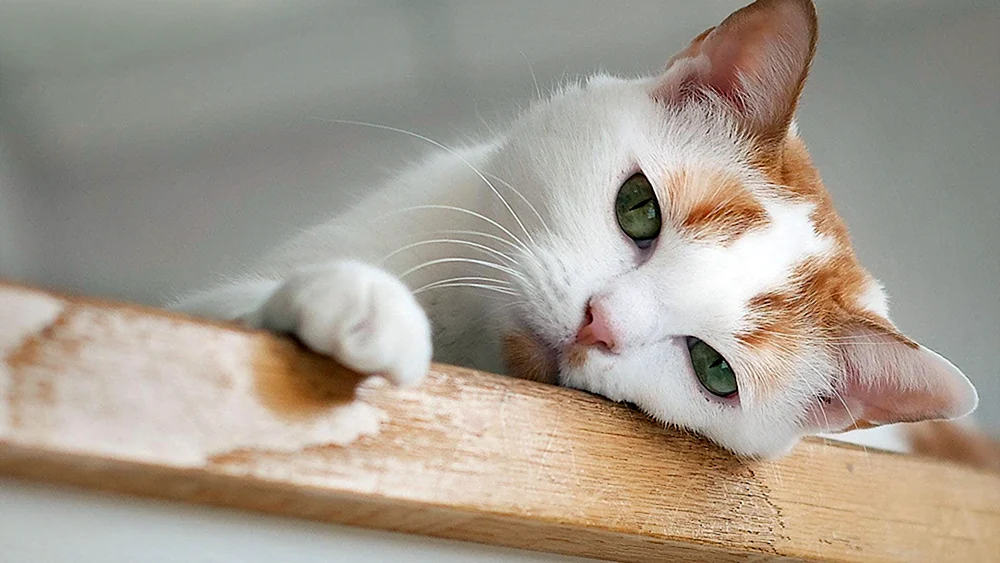 Katze wartet