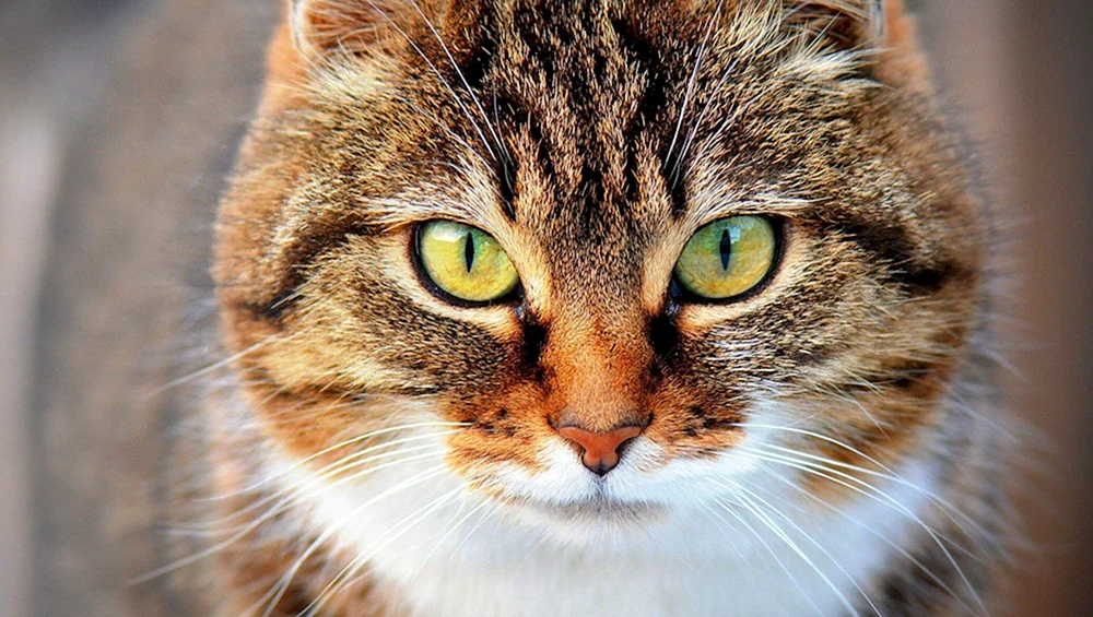 Katzengesicht