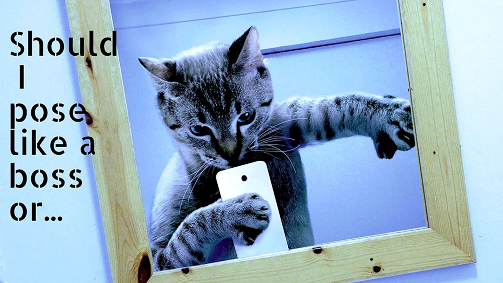 Katze mit Selfies