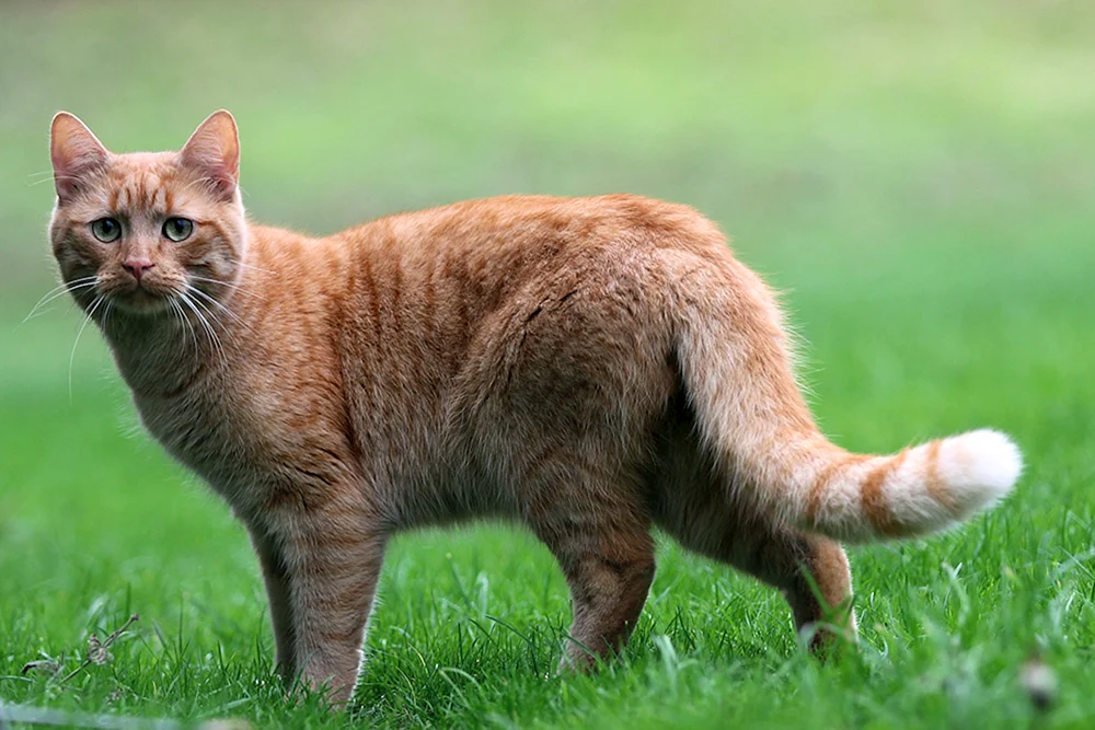 Dean-Katze