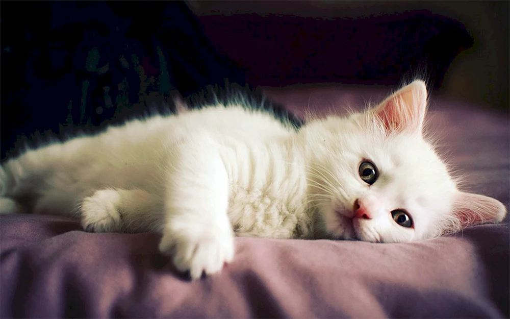 Katze weiß