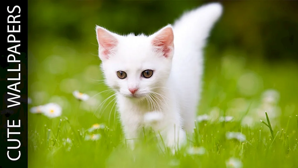 Weiße Katze weiß