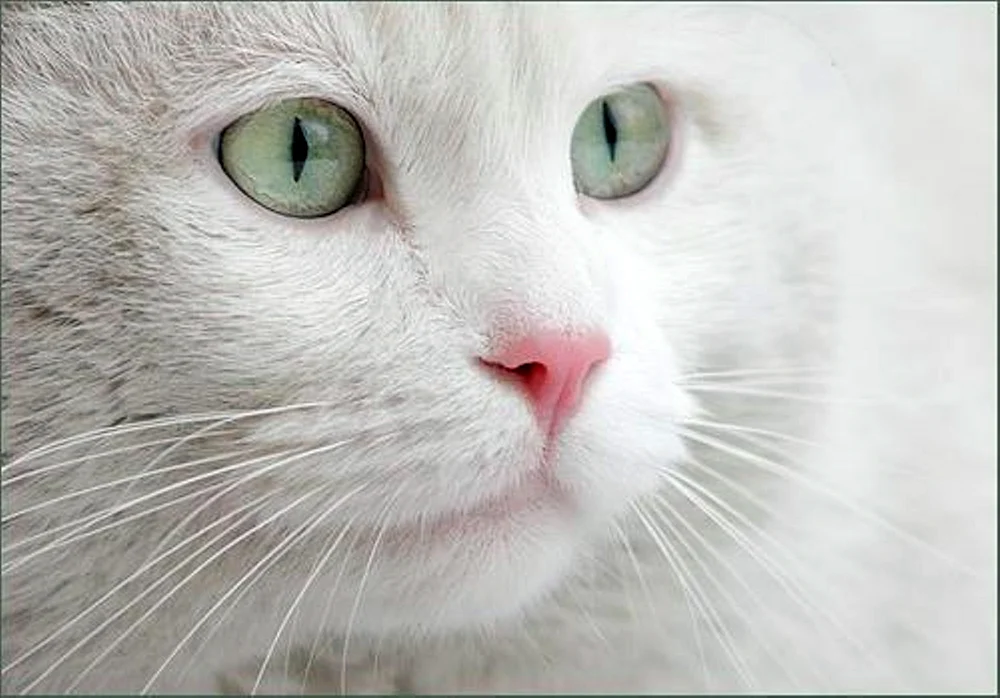 Weiße Katze mit grünen Augen