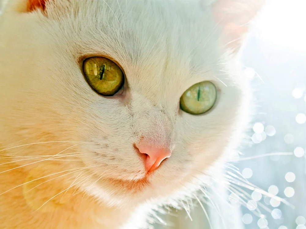 Türkische Van Heterochromie
