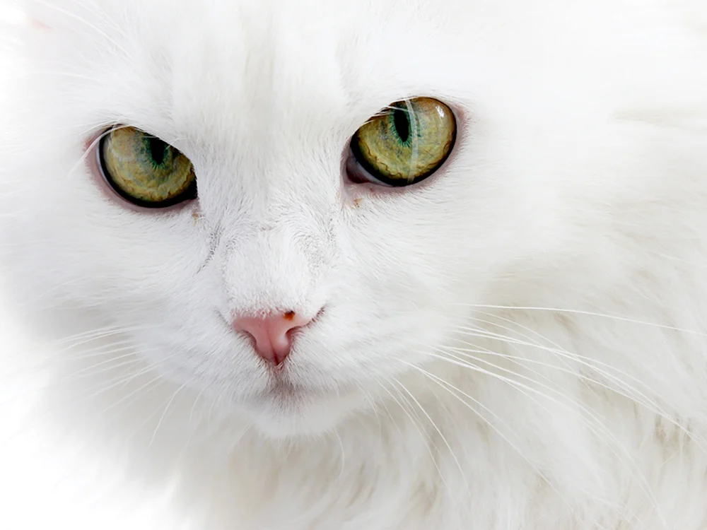 Schottisches Schopfohr albino