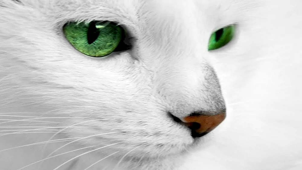 Katzenrasse albino