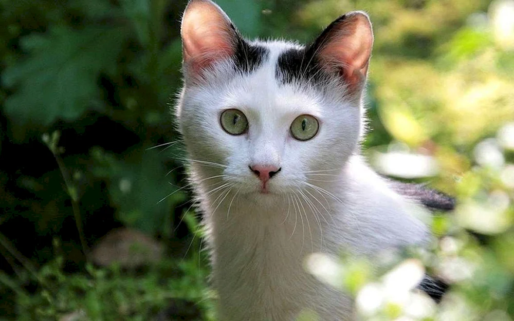 Cao-Katze. Mani Katze