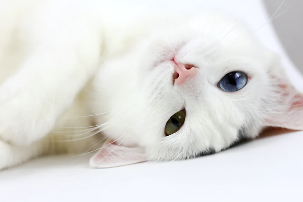 Weiße Katze