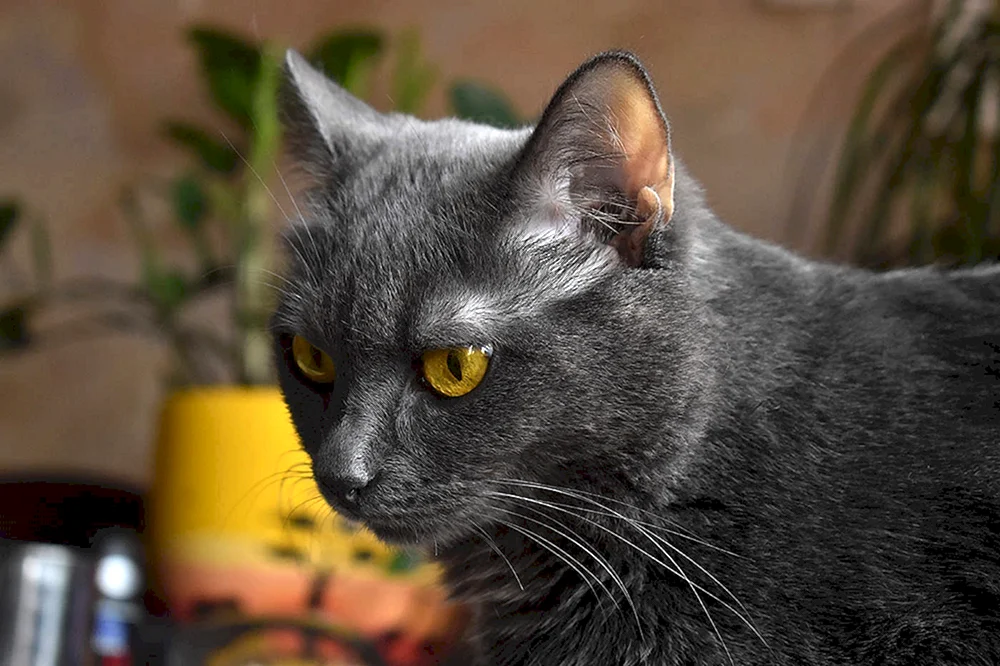 Britische graue Katze mit gelben Augen