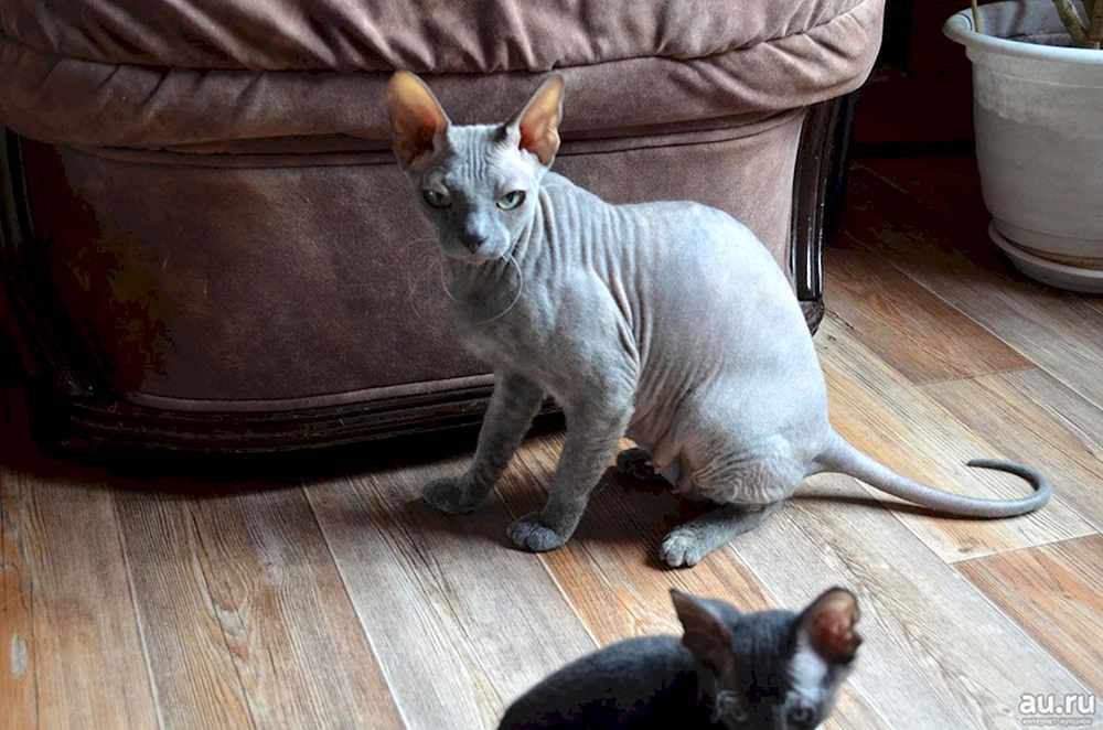 Don Sphynx BHs Katze Sphynx BHsDon Sphynx BHsDon Sphynx BHsDon Sphynx BHs schwarzDon Sphynx BHsDon Sphynx BHsDon Sphynx BHs schwarz