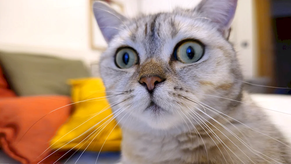 Katze denkend
