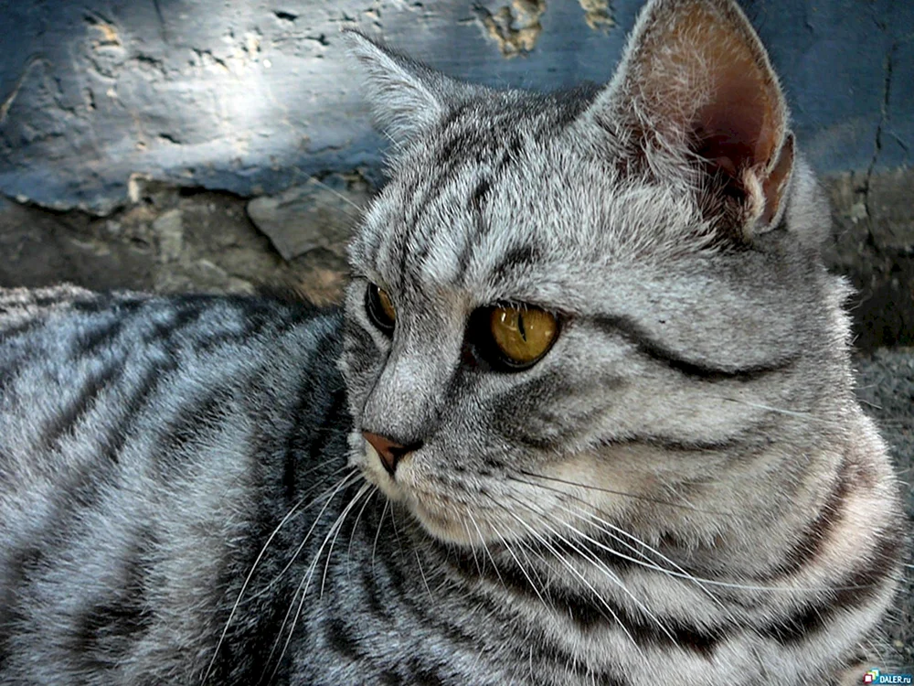 Tabby getigert gestreift
