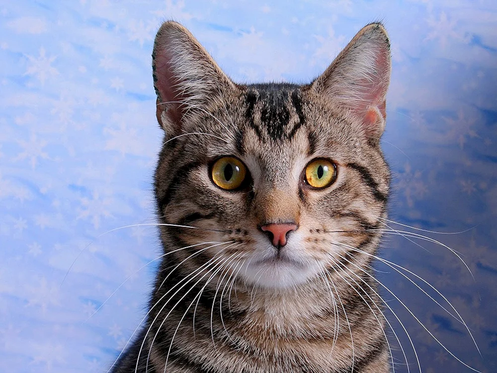 Europäisch Kurzhaar Katze grau gestreift