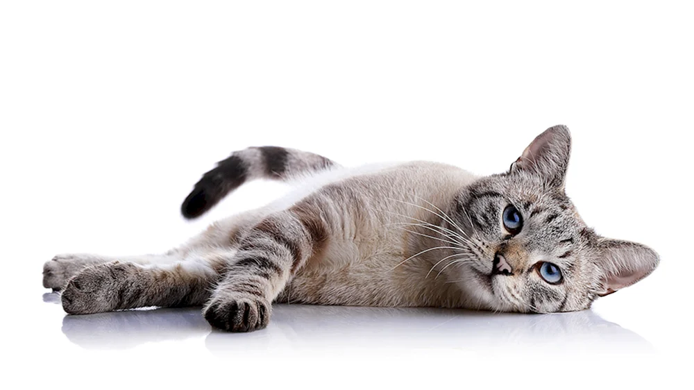 Katze liegend