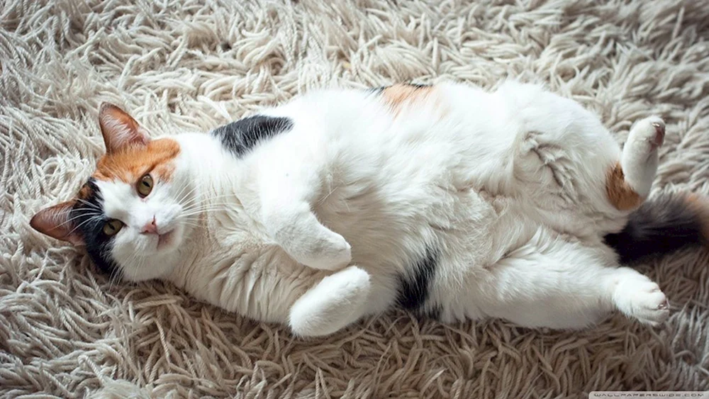Fette Katze zusammengebrochen