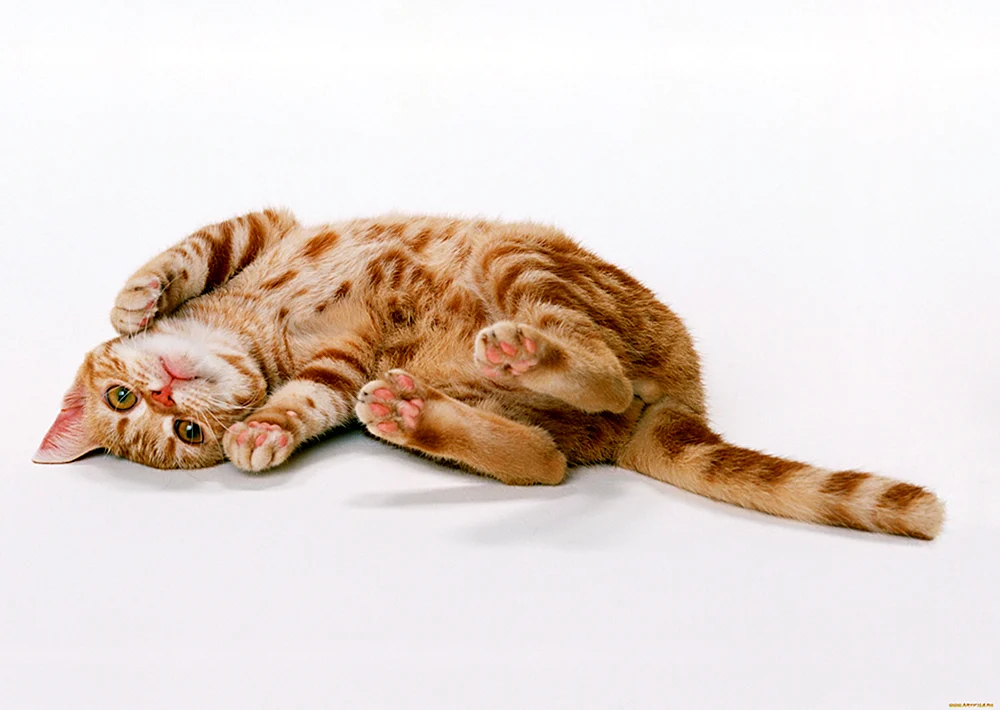 Katze auf dem Rücken liegend