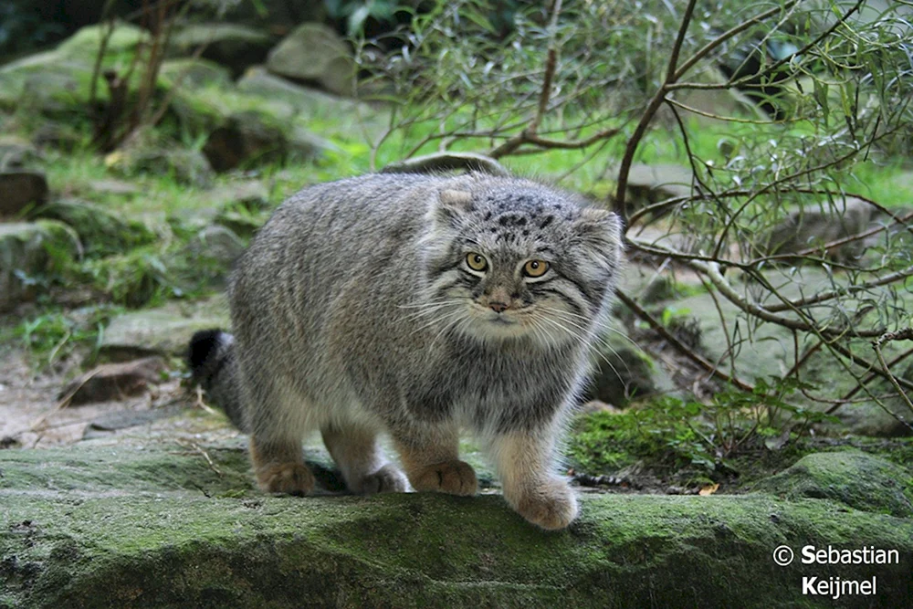 Europäische Schilfwaldkatze