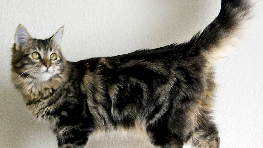 Katze auf den Hinterbeinen