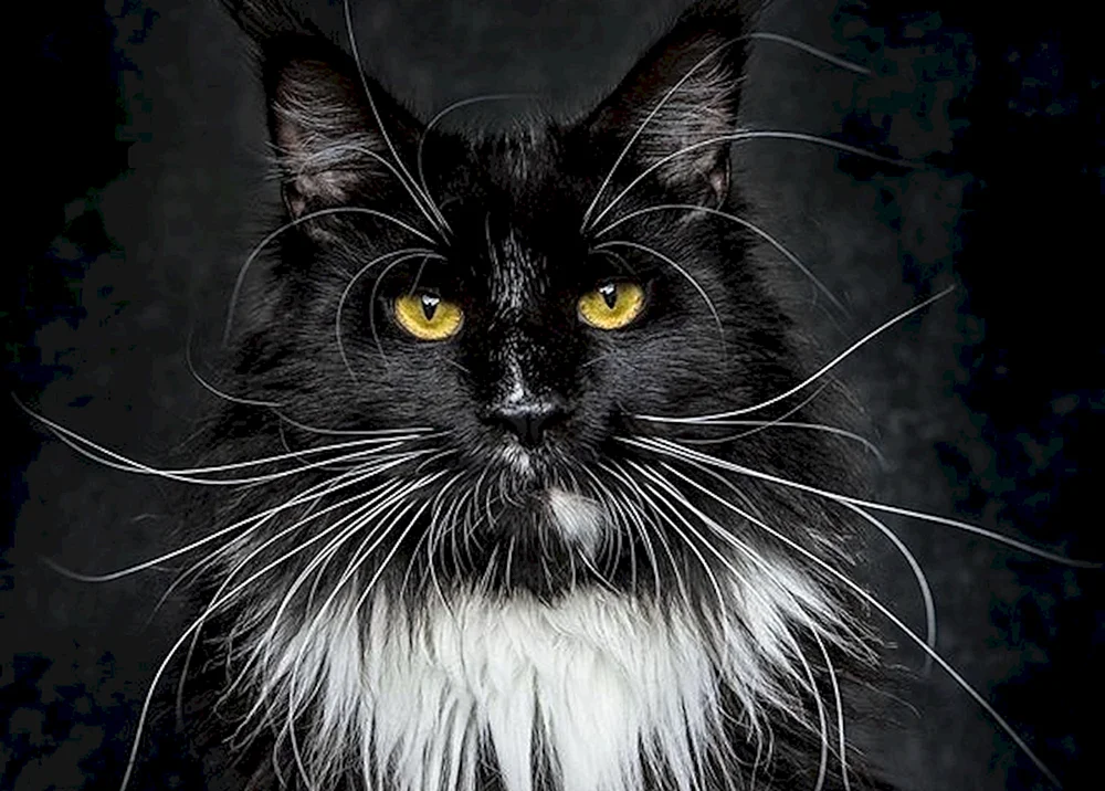 Maine Coon