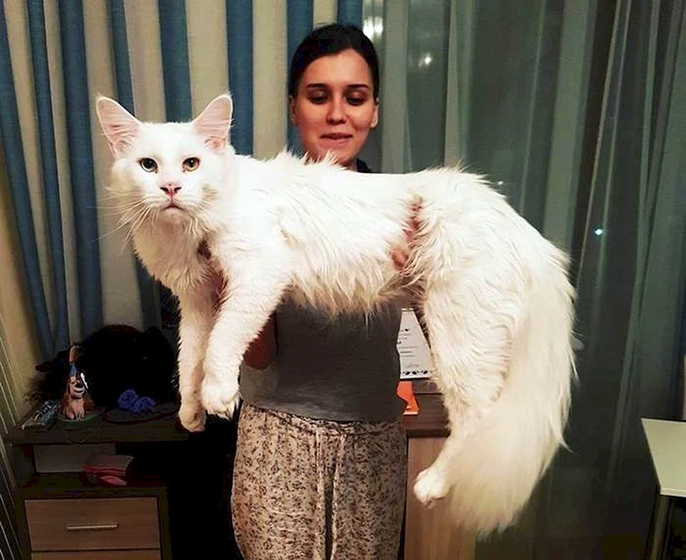 Maine Coon Katze. maine coon