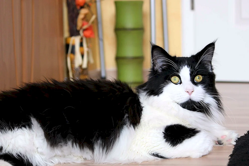Britische Bicolour Katze