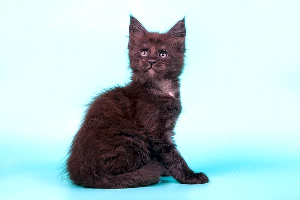 Maine Coon Cat Blue Solid