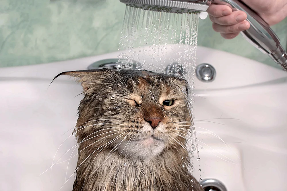 Katze in der Wanne