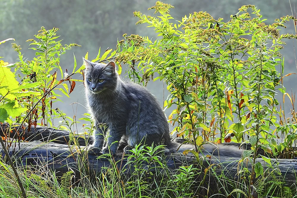 Wildkatze Schilfkatze