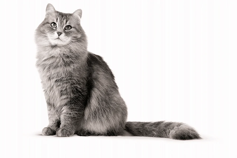 Katze auf transparentem Hintergrund