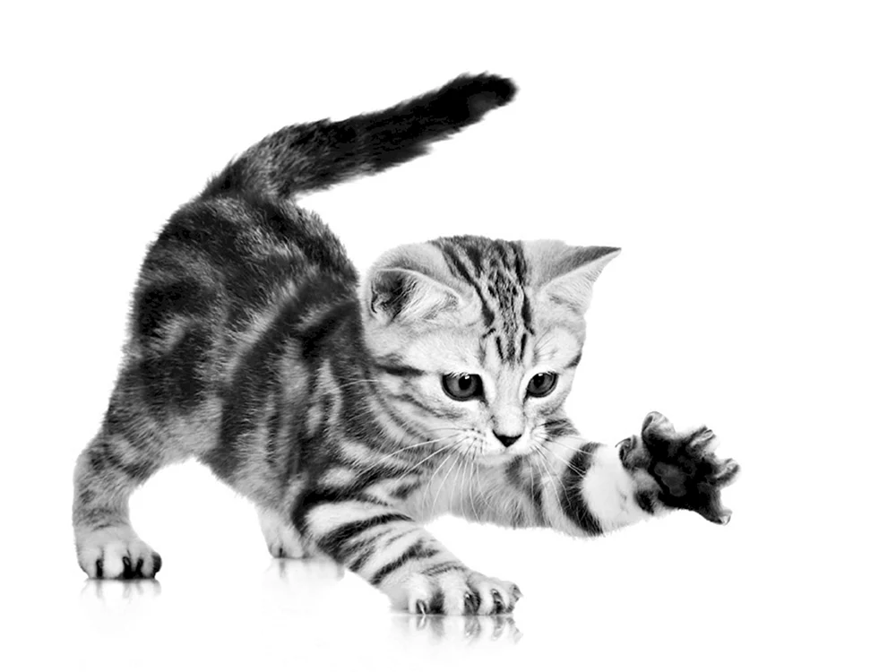 Braune Katze auf transparentem Hintergrund