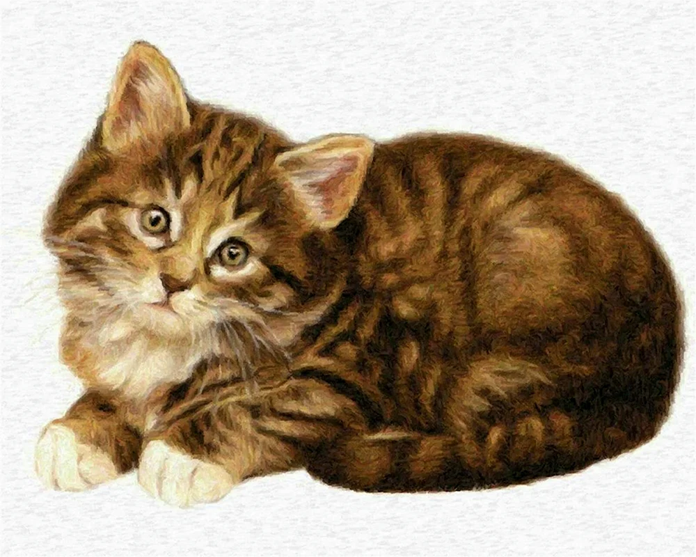 Katze auf transparentem Hintergrund
