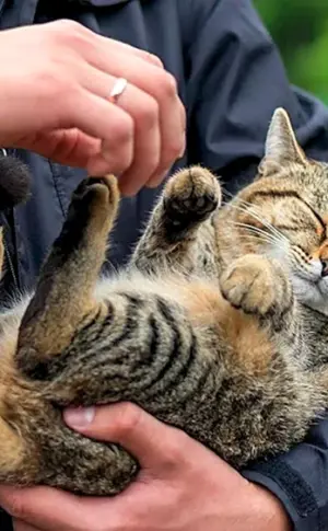 Katze im Arm