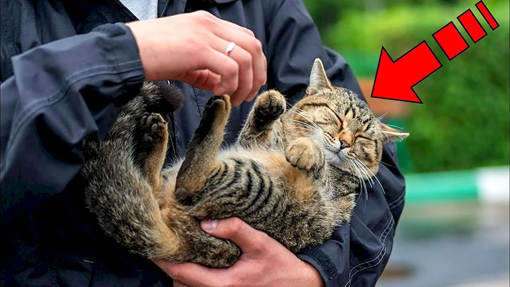 Katze im Arm