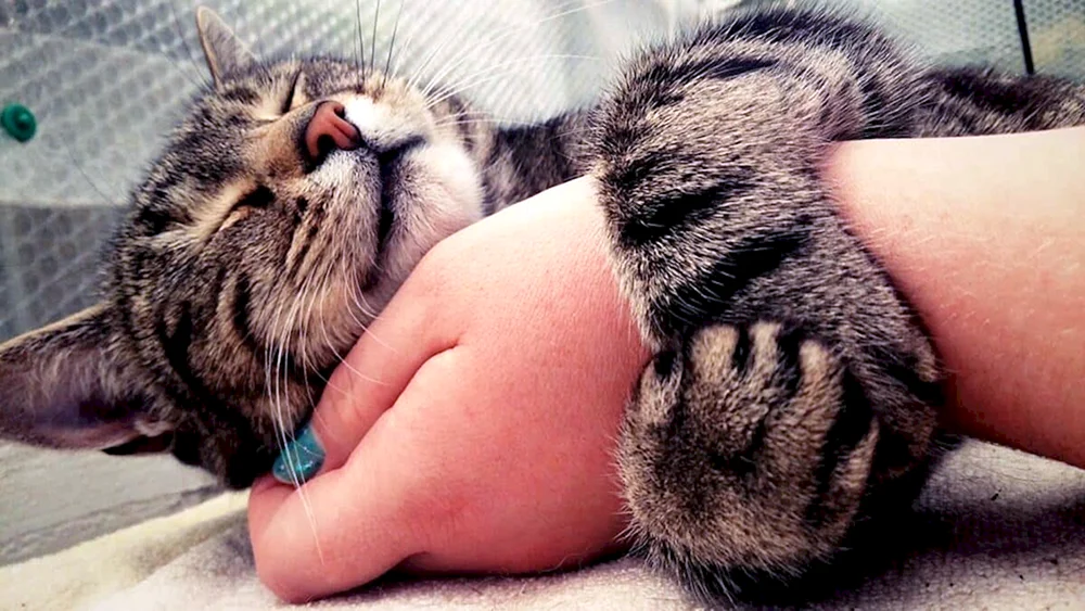 Katze im Arm