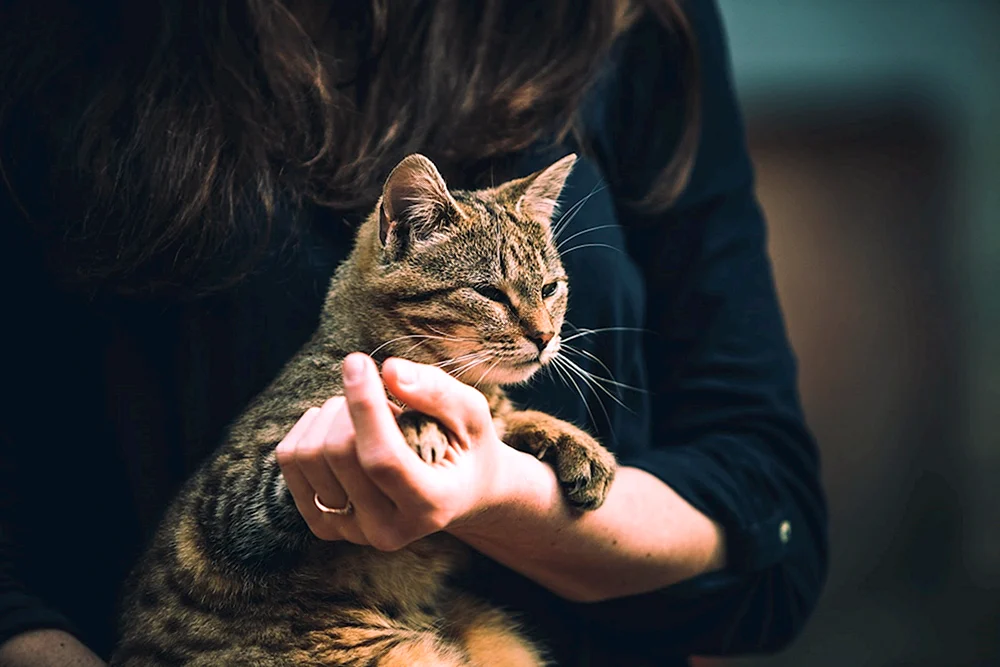 Katze im Arm