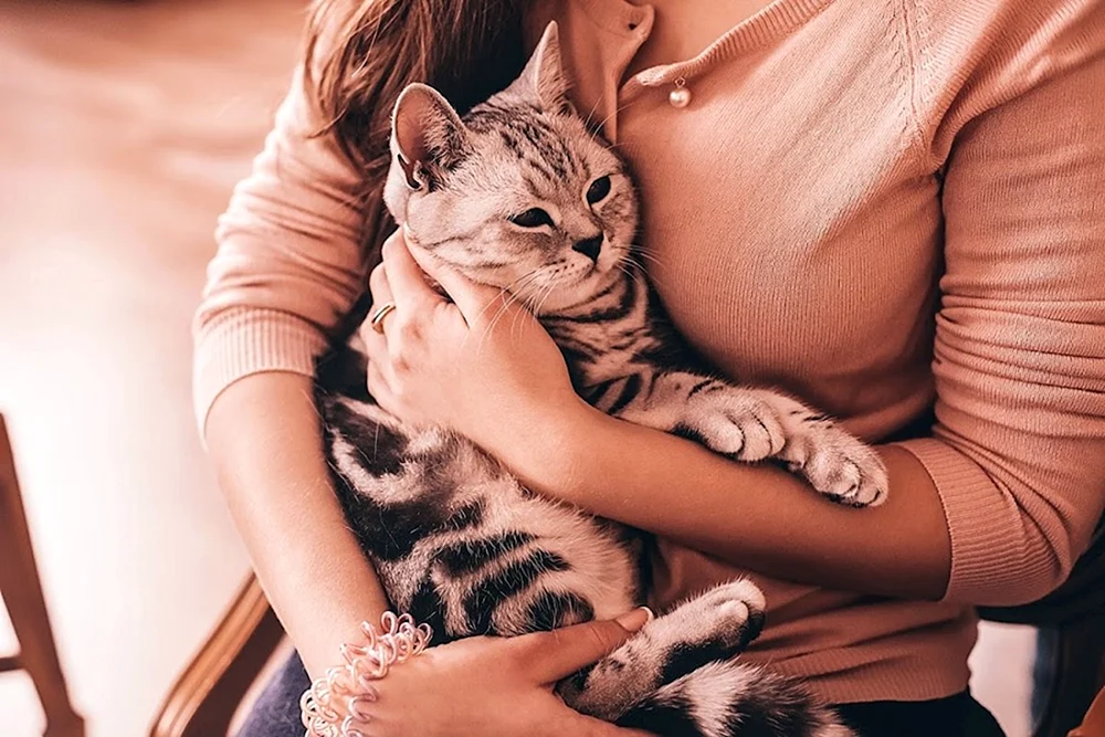 Kätzchen auf dem Arm mit Katze
