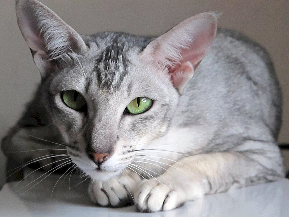 Schwarze Orientalische Katze