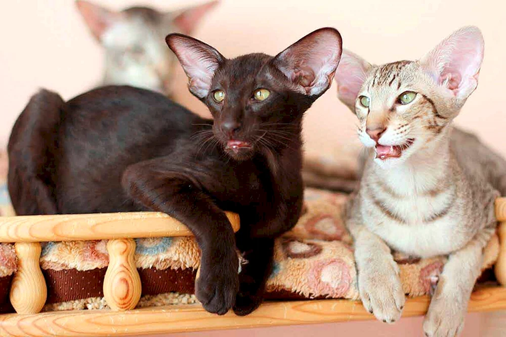 Orientalische Katze
