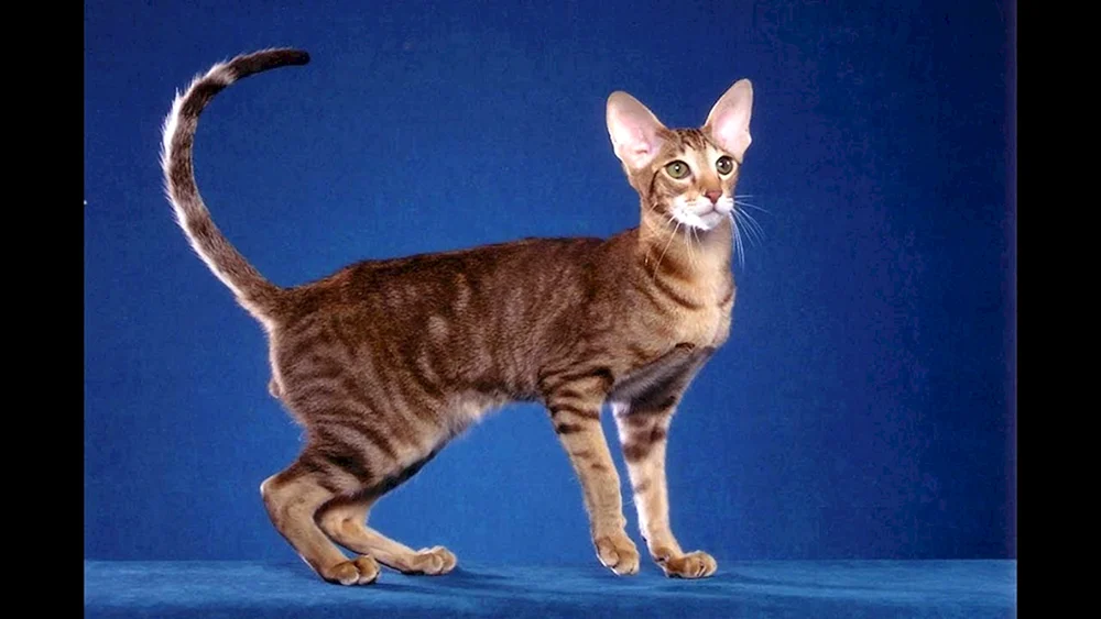 Orientalische Katze