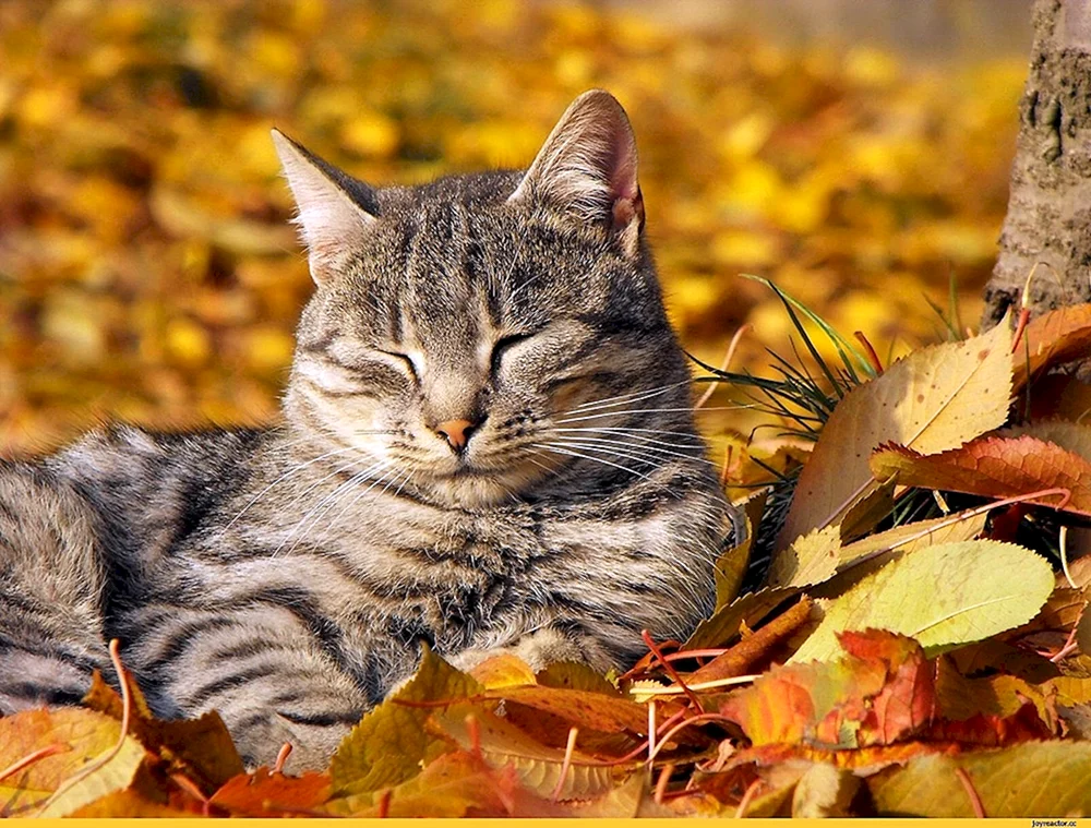 Herbstkatze