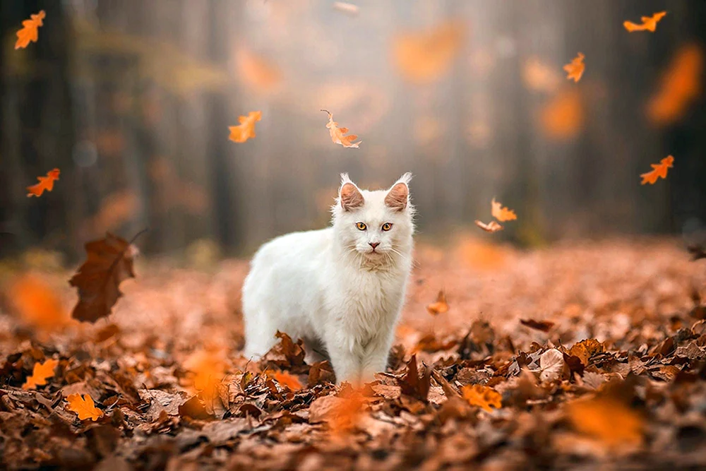 Herbstkatze