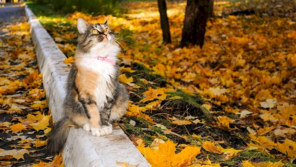 Herbstkatze
