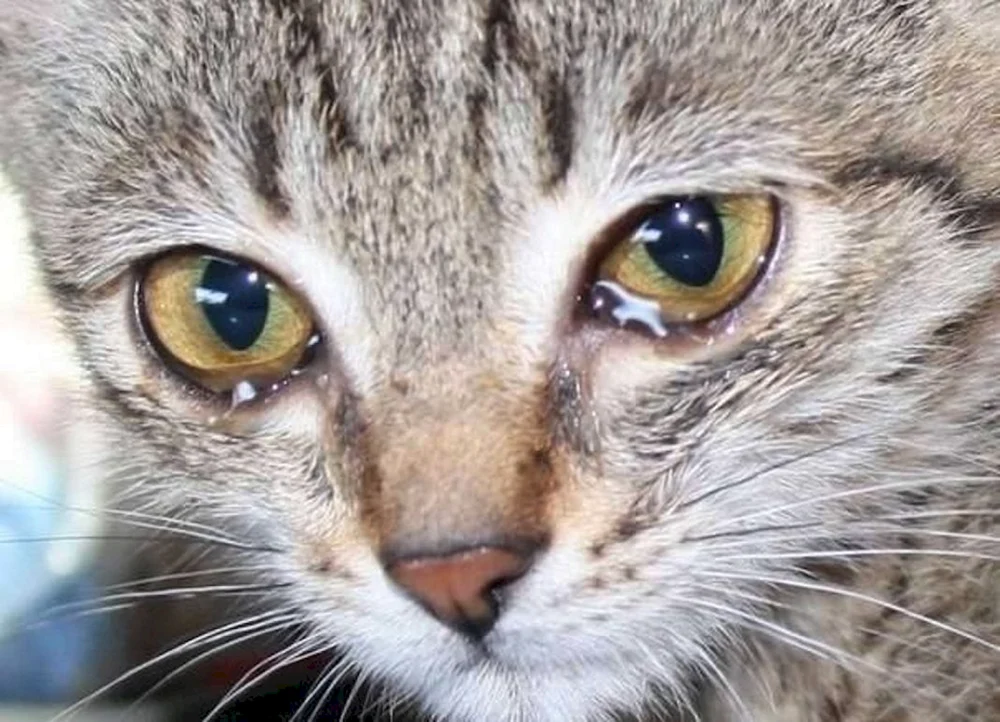 Katze weint mit Daumen