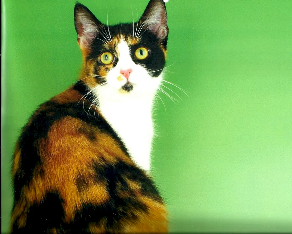 Calico schildpatt Katze