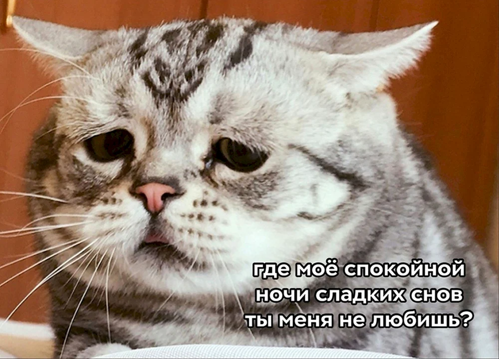 Luhu Katze