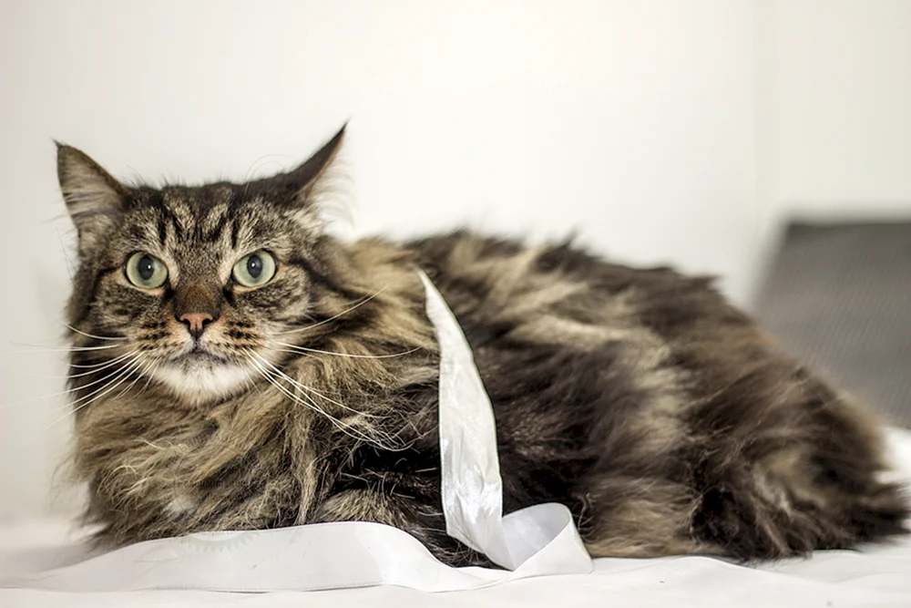 Main Coon Katze