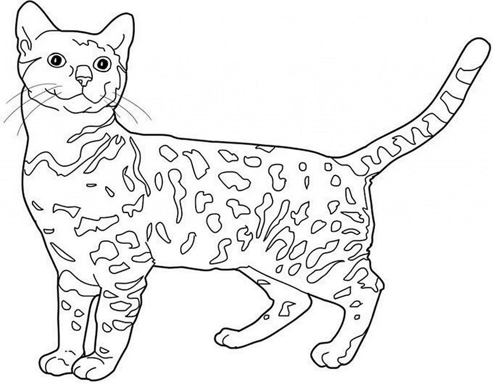 Katzenfärbung für Kinder