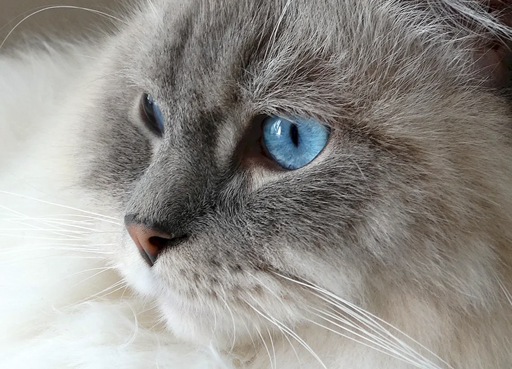 Sibirische blaue Kurzhaarkatze