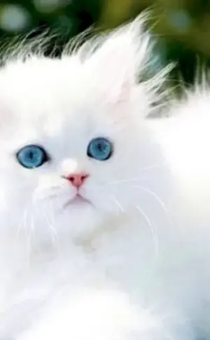 Blauäugige Ragdoll-Katze